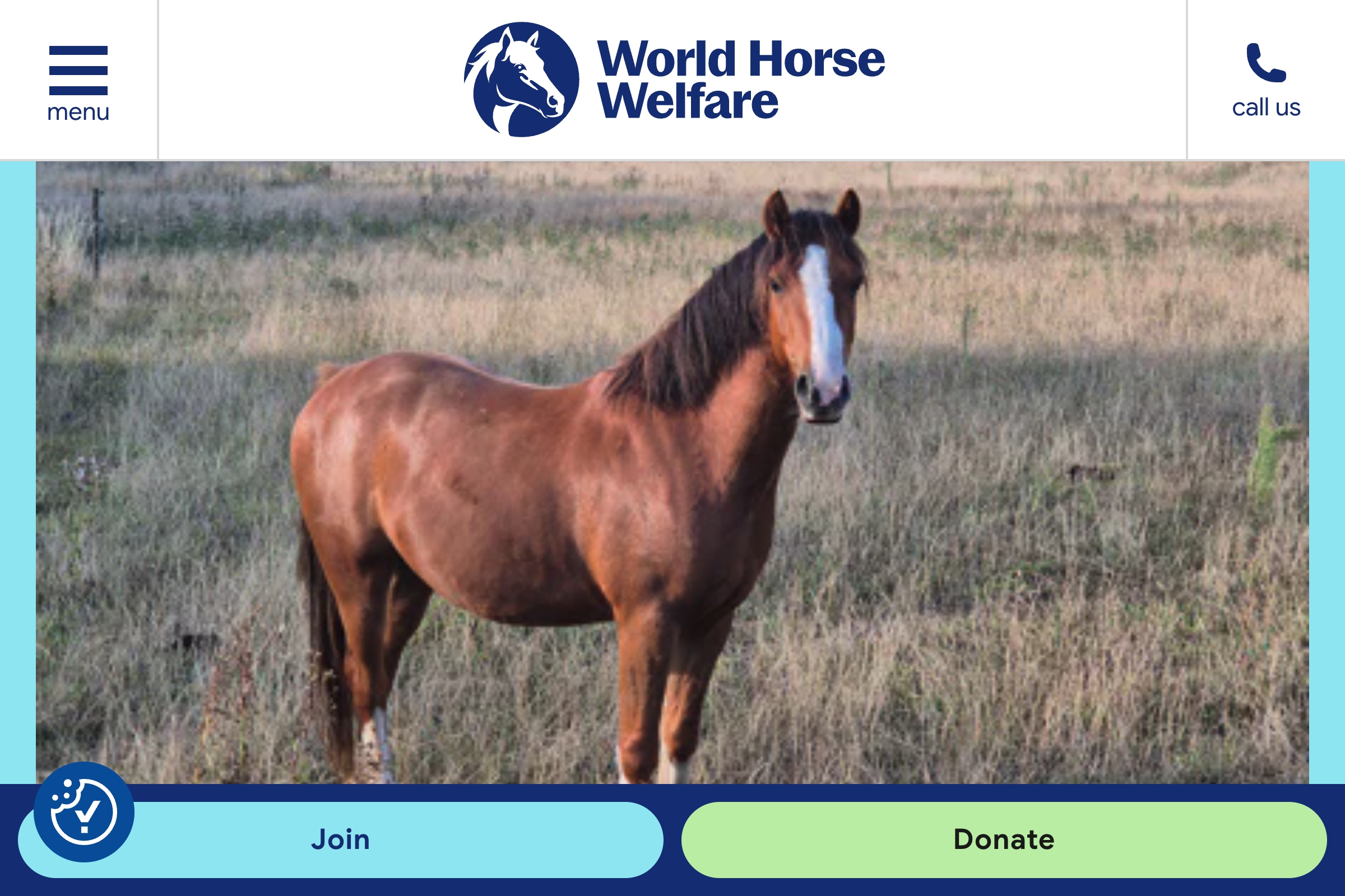 World Horse Welfare website image